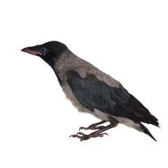 Young hooded crow (Corvus cornix) isolated on white