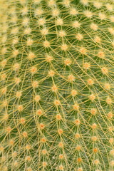 Obraz premium cactus background