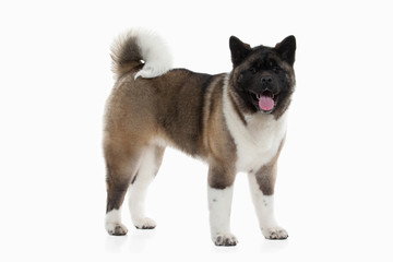 Dog. American Akita puppy of white background