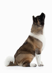 Dog. American Akita puppy of white background