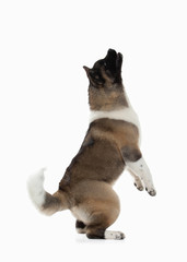 Dog. American Akita puppy of white background