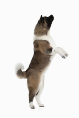 Dog. American Akita puppy of white background