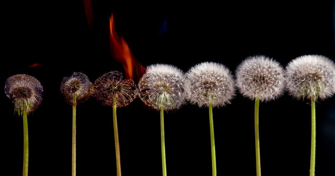 Dandelions in the Fire