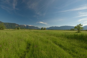 Obraz premium Murnauer Moos