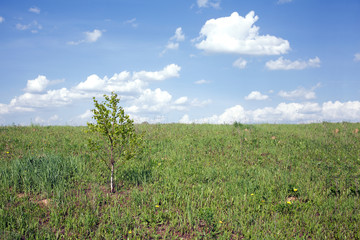 Fototapeta na wymiar Landscape with meadow and a single small birch