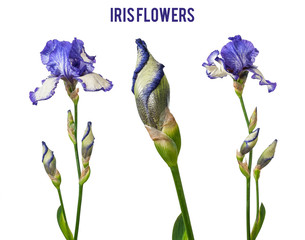 mix purple iris