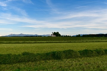 Fototapeta premium frisch geschnittenes gras