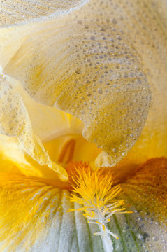 bud yellow iris