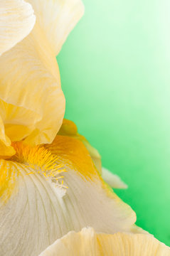 bud yellow iris