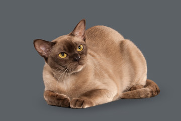 Cat. Chocolate Burmese cat of gray background