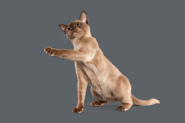 Cat. Chocolate Burmese cat of gray background
