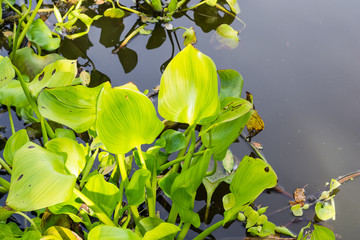 Fototapeta premium Water hyacinth