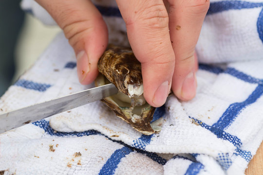 Oyster Shucking