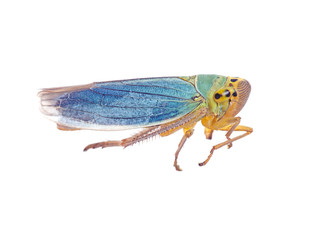  Green Leaf-hopper - Cicadella viridis.  Macro, on white.