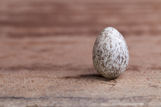 House Sparrow Egg