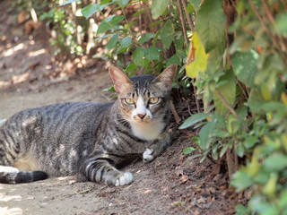 Portrait of brown cat