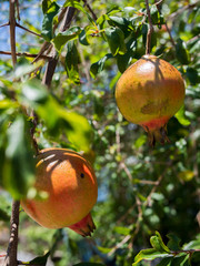 Twin fresh pomegranate on the tree.