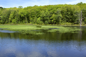 Fototapeta na wymiar Marsh with woods and open water in Hebron, Connecticut.