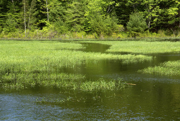 Water trail in marsh grasses with woods in Hebron, Connecticut.