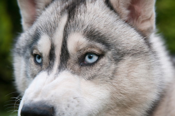 Husky mit blauen Augen