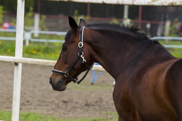 Fototapeta premium Horse on roaming in the paddock.