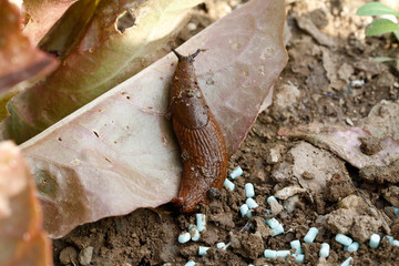 nacktschnecken