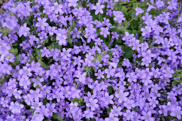 Blaukissen Blume (Aubrieta)