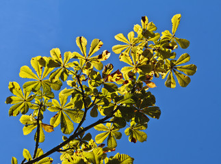 Marsais (Charente maritime)