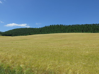 campo giallo