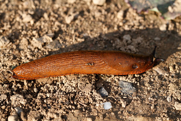 nacktschnecke