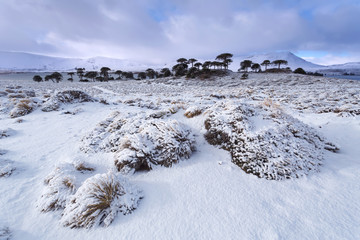  Provincial Park of Copahue - Caviahue. Patagonia, Argentina