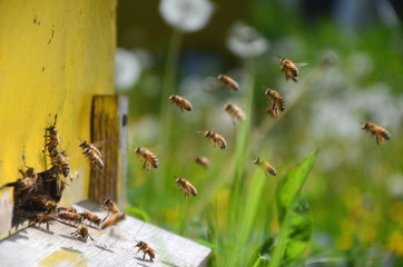 pszczoły wlatujące do ula w pasiece - obrazy, fototapety, plakaty