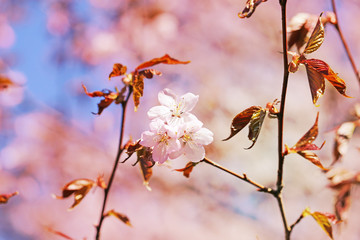 Spring flowers on the tree