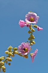 Marsais (Charente maritime)