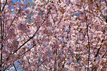 Spring flowers on the tree