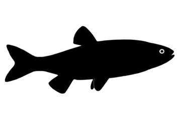 Obraz premium Silhouette of the fish chub