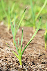Green grass in a field