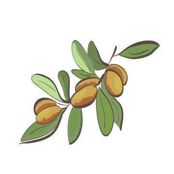 Illustration of flat argan fruits on branch