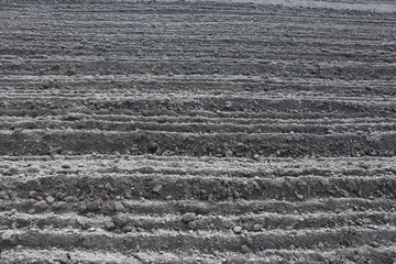 plowed land ready for planting potato in the village