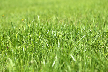 Green grass in a field