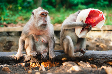 two monkeys maсaque couple sitting on the grownd
