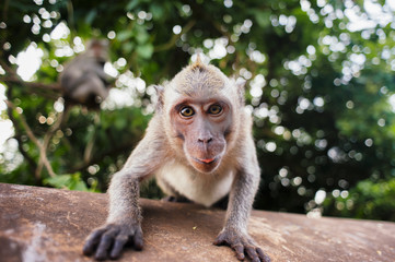 Naklejka premium monkey macaque sitting on the stone close up