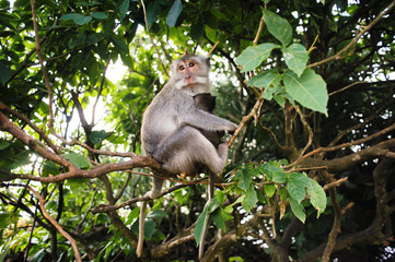 monkey macaque sits on tree branch