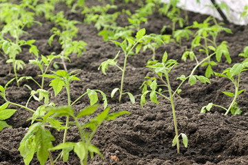   tomatoes  