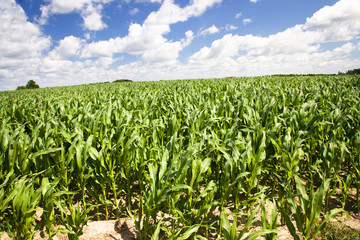 Fototapeta na wymiar corn field 