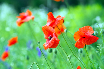 red poppy