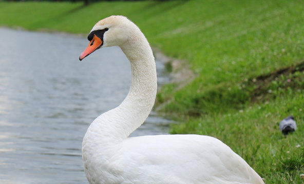 Close up portrait of a Swan