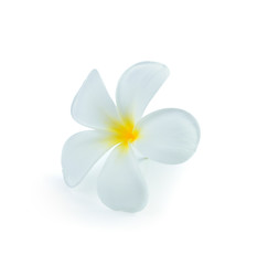 White frangipani flower isolated white background