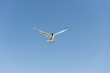 Möwe schwebt in der Luft