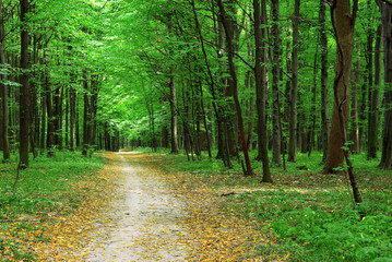 Fototapeta premium forest